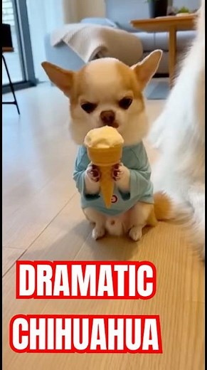 Ice Cream drama with my Chihuahua! You won't believe what happens 🐶 #chihuahua