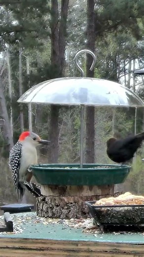 Backyard Bird DRAMA 💥 Woodpecker vs Cowbird!