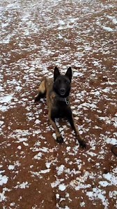 excellent guard dog. Belgian Malinois 💯❤️🐕🔥 #viralreels #malinoisworld #malinoispower #dog #malinoislife #malinois #كلاب #policedog | Leo Malinois