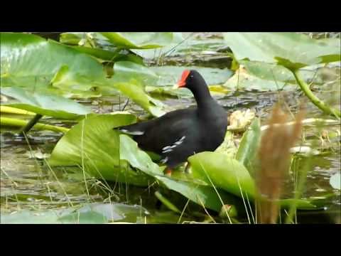 Moorhen Florida - Birds of Florida - Common gallinule