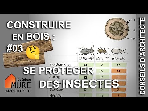 Capricorne, Vrillette, Termites : protéger le bois des insectes [les classes de durabilité]