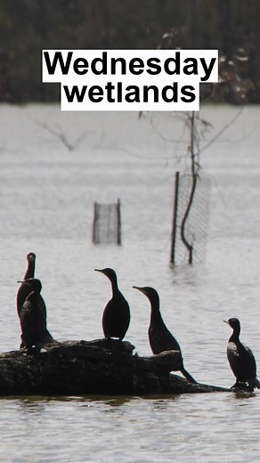 12 reactions | As spring weather starts to hit, birds are loving wetlands across the catchment, with water for environment and natural flows creating perfect conditions. | North Central CMA | Facebook