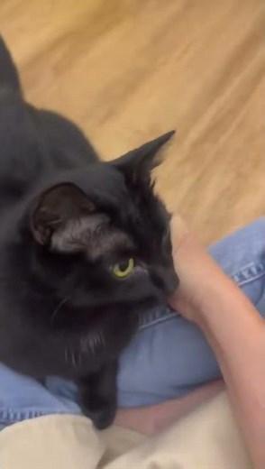 Tiny Paw Olive Gets Extra Clingy While Getting Pets 😻💕 | Cute Cat Short