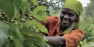 Rapport «Agriculture in Africa 2023» : les must have pour une croissance durable