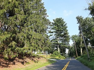 New Doomsday For Massive Tolland Tree Is Wednesday