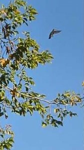 Doing the Happy Hummingbird dance