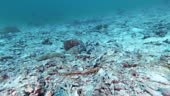 The devastating effects of coral bleaching as a result of Climate...