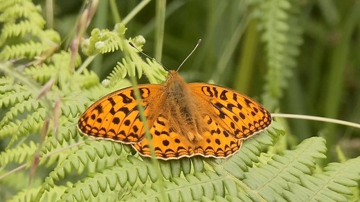 One of the UK's rarest butterflies, these High Brown Fritillary (Argynnis adippe) were filmed recently in Cumbria. @BC_Cumbria Footage thanks to Ron Jackson butrfli.es/RonJackson | Butterfly Conservation