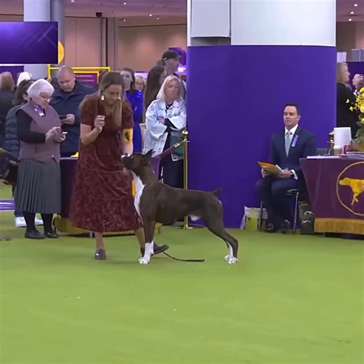 Boxer dog in show #boxerdog | 7Dogs