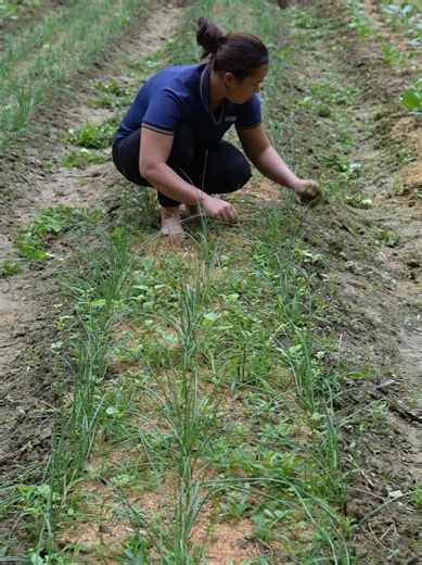 Harvesting Ginseng Root & Selling at Market | Gardening, Puppy