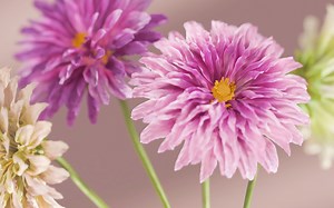 Flower growth制作的大丽花可以用来做什么呢。（blender动画练习）