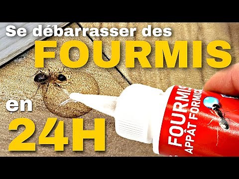 How to get rid of ants effectively in 24 hours? (easy & quick)