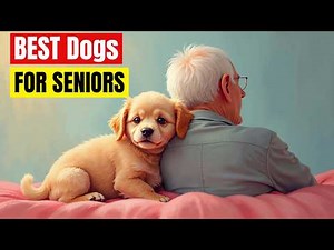 15 PERFECT Dog Breeds for Seniors: Low Energy, High Cuddle (The ULTIMATE Companion Guide!)