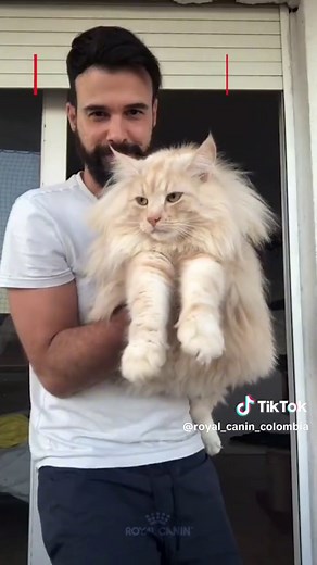 Descubre 4 Razas de Gatos con Pelajes Largos