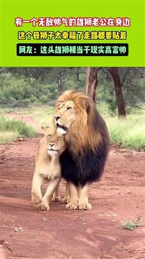 有一个无敌帅气的雄狮老公在身边，这个母狮子太幸福了走路都要贴着 网友：这头雄狮相当于现实高富帅