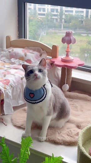 DIY Cat Room Transformation: Cute and Creative Ideas for Your Feline Friend!