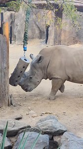 338K views · 3.3K reactions | Tony couldn't resist an opportunity to show off his powerful horn 憐 | Philadelphia Zoo | Facebook