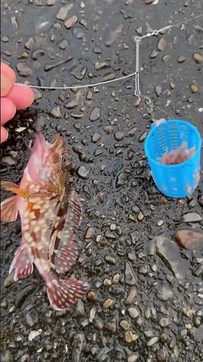 【完全版】サビキカゴ＋天秤＋1本針＋青イソメは根魚に最強｜ガシラが圧倒的に釣れる理由