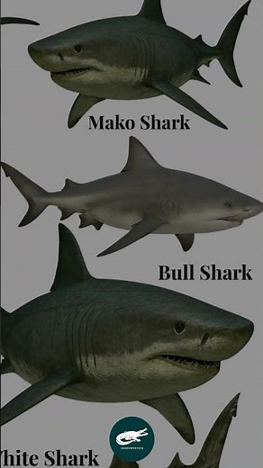 Bull Shark . The River Predator 🦈🌊