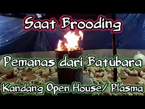 Saat Brooding/indukan ayam Broiler Memakai Pemanas dari Batubara / Kandang Open / Plasma.