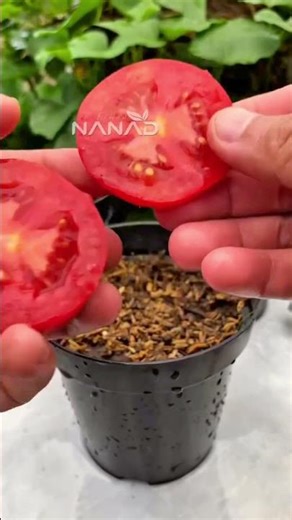 Grow 10+ Tomato Plants from Just 1 Slice! 🍅🤯 #GardeningHacks
