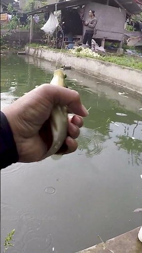 mancing borongan nila umpan lumut part 17