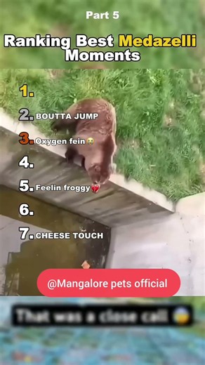 Animal funniest compilation of 2026 🦍🐻#animallovers