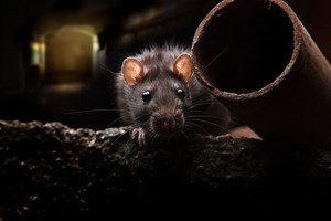 Most Rat-Infested Cities: Atlanta Makes The List