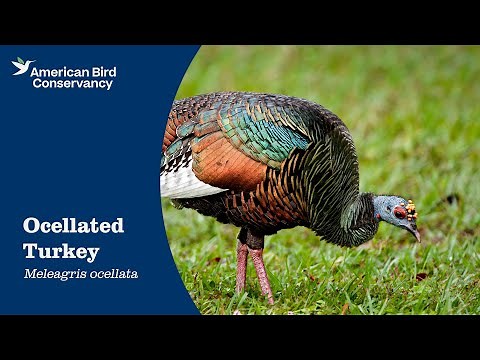 Ocellated Turkey