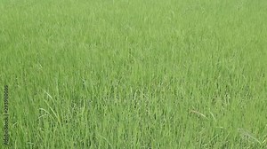 Vdo. clip view nature of green rice plant moving in soft wind, green rice in paddy fields plantation texture background.