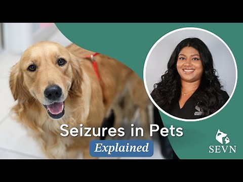 Seizures in Pets: Causes, Symptoms, and Treatment Options