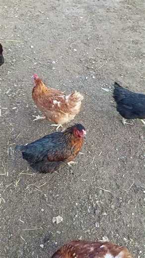 chickens in spring season at the province #chicken#spring