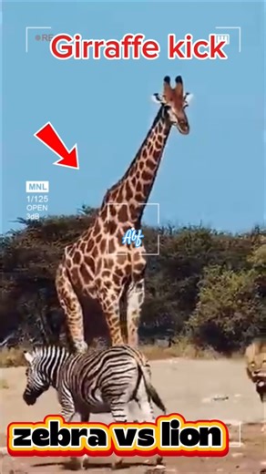 zebra full kick -Jaguar vs girraffe #animalbattle #jaguar #funny