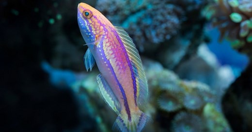 Pintail Fairy Wrasse Care - Reef Keeping World