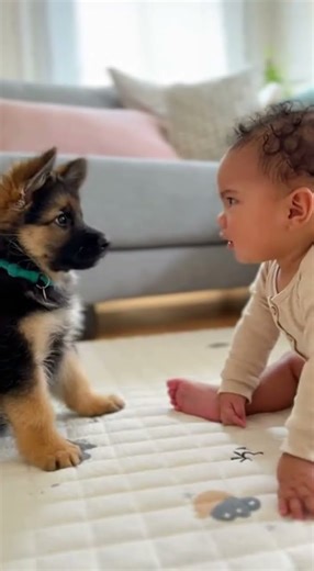 Baby Throws a Mini Tantrum—Dog Doesn’t Care #funnydogvideo