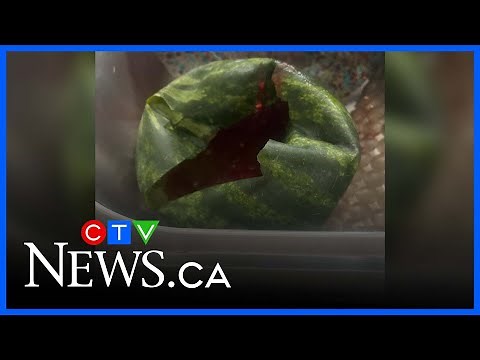 Montrealer surprised over exploding watermelons