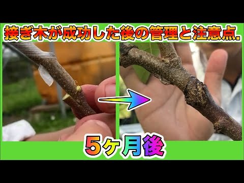 【果樹栽培】接ぎ木のやり方！成功した後の管理と注意点！5ヶ月後の接合部の紹介．