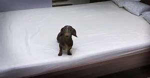 Dachshund Goes Nuts When Allowed To Play On The Bed