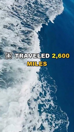 The Butterfly That Flew 2,600 Miles