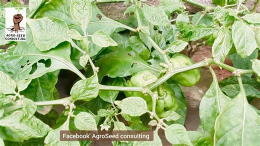 48 shares | Culture Du #Piment : Comment Avoir Une Production Continue Et Abondante ? | Agro Seed Consulting | Facebook