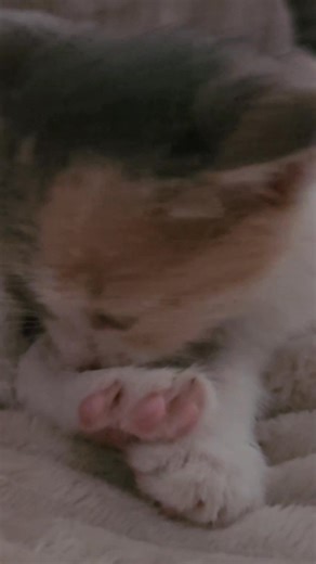 La place du chat dans la maison et comment le Prophète ﷺ décrit les chats et sa vie avec eux.#chat #islam | visite. arabie