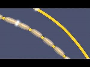 Saltatory Conduction