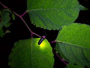 Firefly Vs. Lightning Bug: In NJ, Here Is What The Survey Says