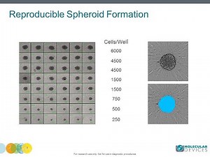 How to set-up a 3D spheroid assay using confocal imaging