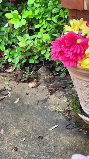 Meet Squishy's Adorable Baby Chipmunk!