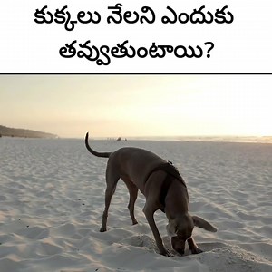 15K views · 327 reactions | Why dogs dig the floor in telugu? #interestingfactsintelugu #amazingfactsintelugu #factstelugu #reelsfb | Shankar | Facebook