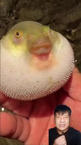 Pufferfish Inflates Like a Balloon! 🐡😲 #Pufferfish #SeaLife #shortsfeed