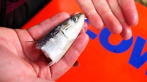 38K views · 282 reactions | Marlon & I Show how we like to Bait rigs for early season snapper!!!.. #snapperseason #baitrig #snapperrigs #reedys #187hooks | Reedy's Rigs | Facebook