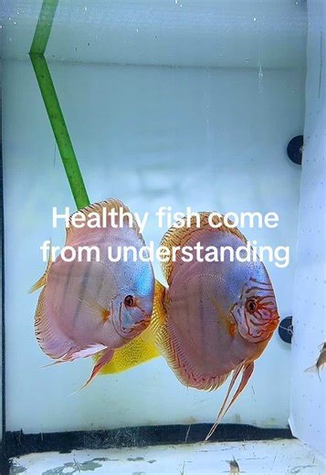 Building a Sustainable Aquarium: The Key to Success