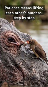 This bird is absolutely fearless #wildlife #shorts